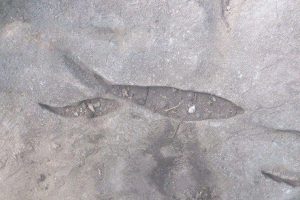 علامت ماهی در گنج یابی و آثارشناسی حالتهای مختلف ماهی