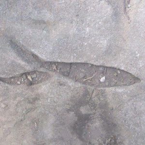 Read more about the article علامت ماهی در گنج یابی و آثارشناسی حالتهای مختلف ماهی